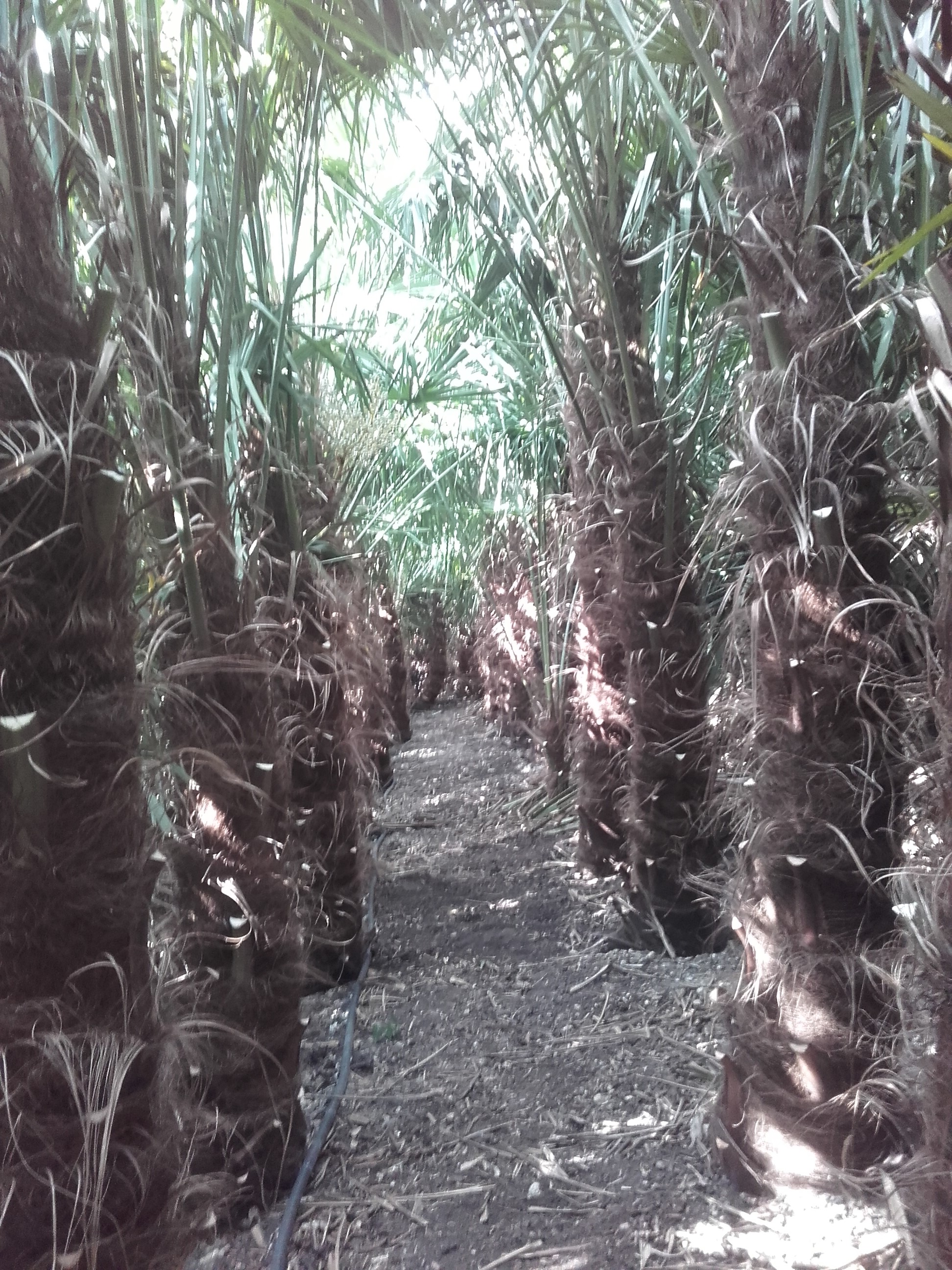 La Palma del Mas Pépinière palmiers de Chine en pleine terre