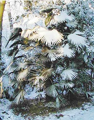 Trachycarpus sous la neige