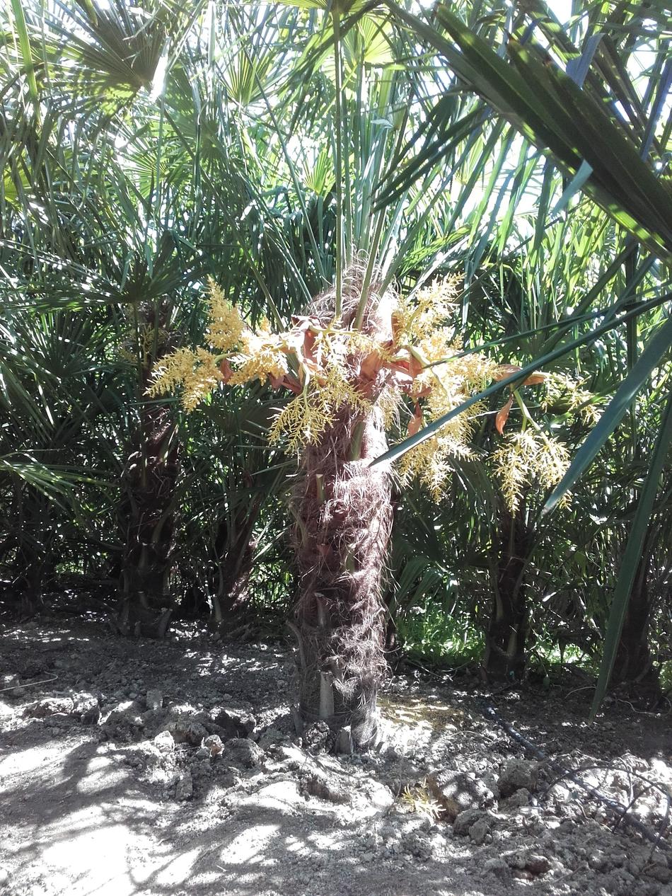 Trachycarpus arraché pépinière La Palma del Mas