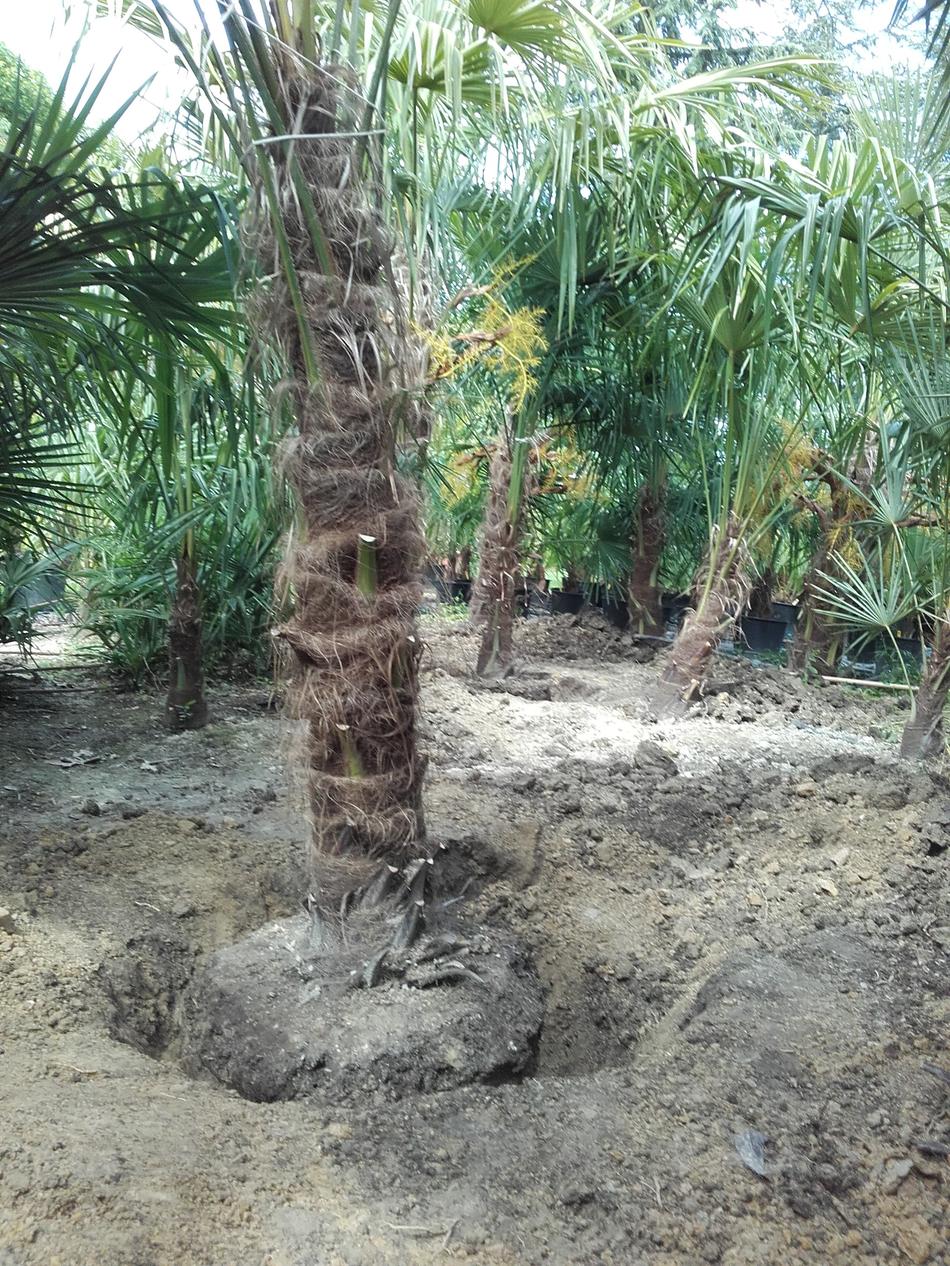Trachycarpus arrachage pépinière La Palma del Mas
