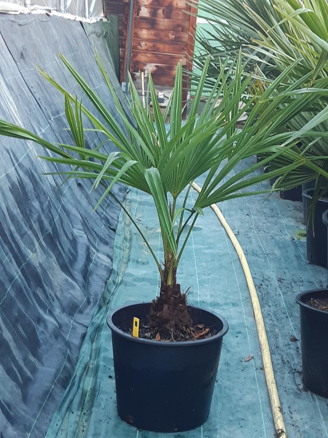 Trachycarpus Darjeeling  à la vente La Palma del Mas