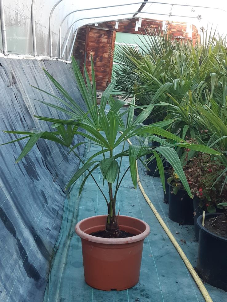 La Palma del Mas Trachycarpus fortunei à la vente
