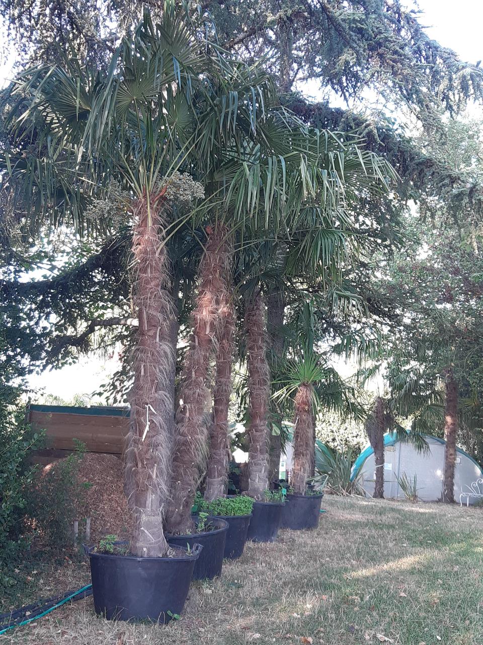 Trachycarpus arrachés en attente enlèvement pépinière La Palma del Mas